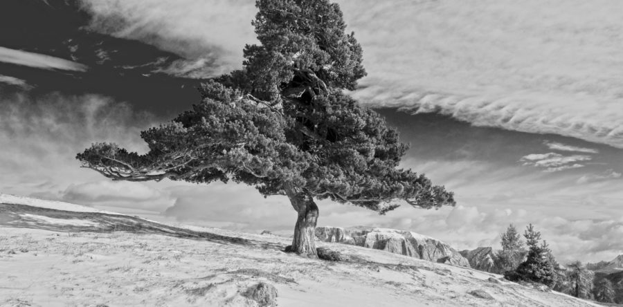 Ausstellung Othmar Seehauser: Bäume – Bilder einer Passion 24.06. – 23.07.2023